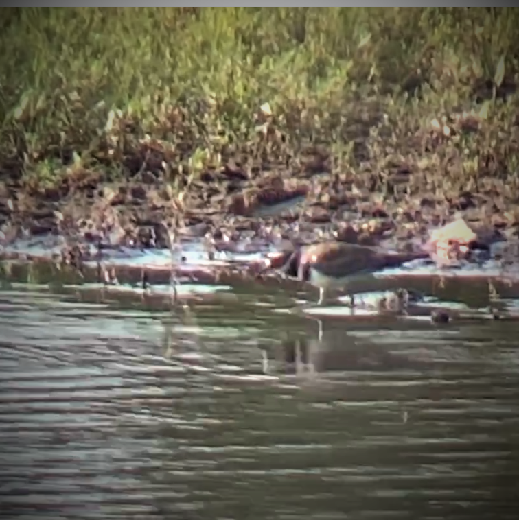 Least Sandpiper - ML358253931