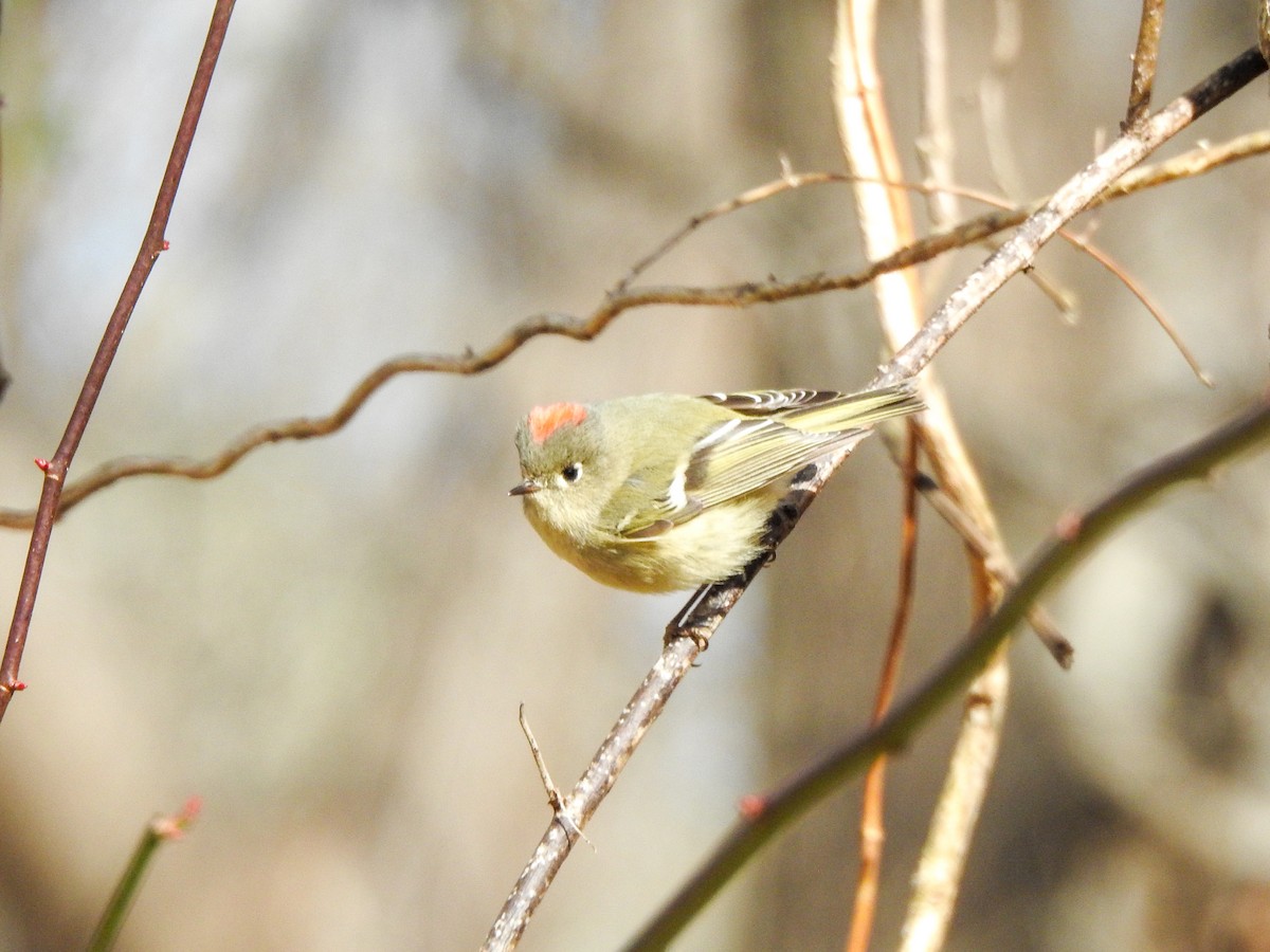 Ruby-crowned Kinglet - ML358254131