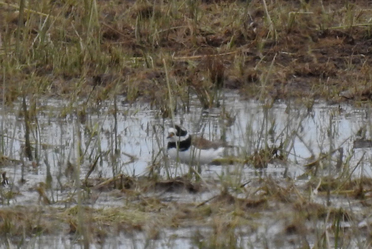 Common Ringed Plover - Pedro Moreira