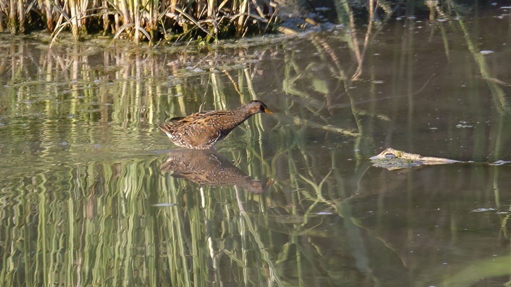 Spotted Crake - ML358254811
