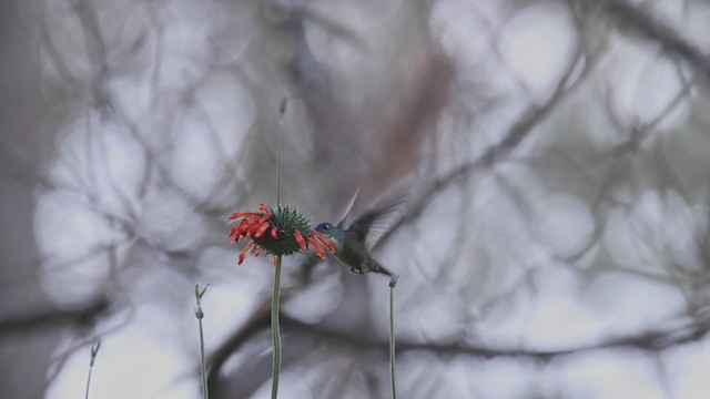 Azure-crowned Hummingbird - ML358255141