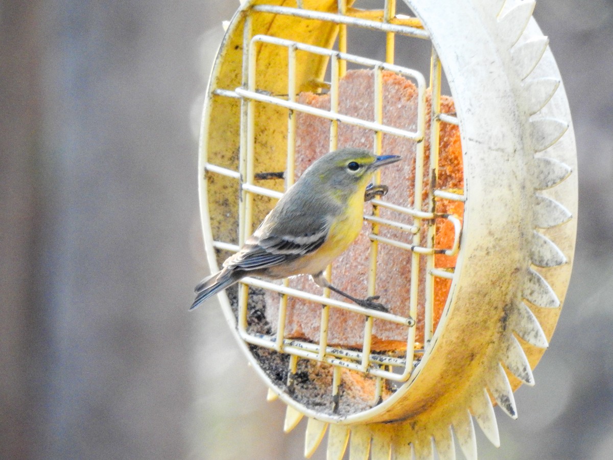 Pine Warbler - Ryne VanKrevelen