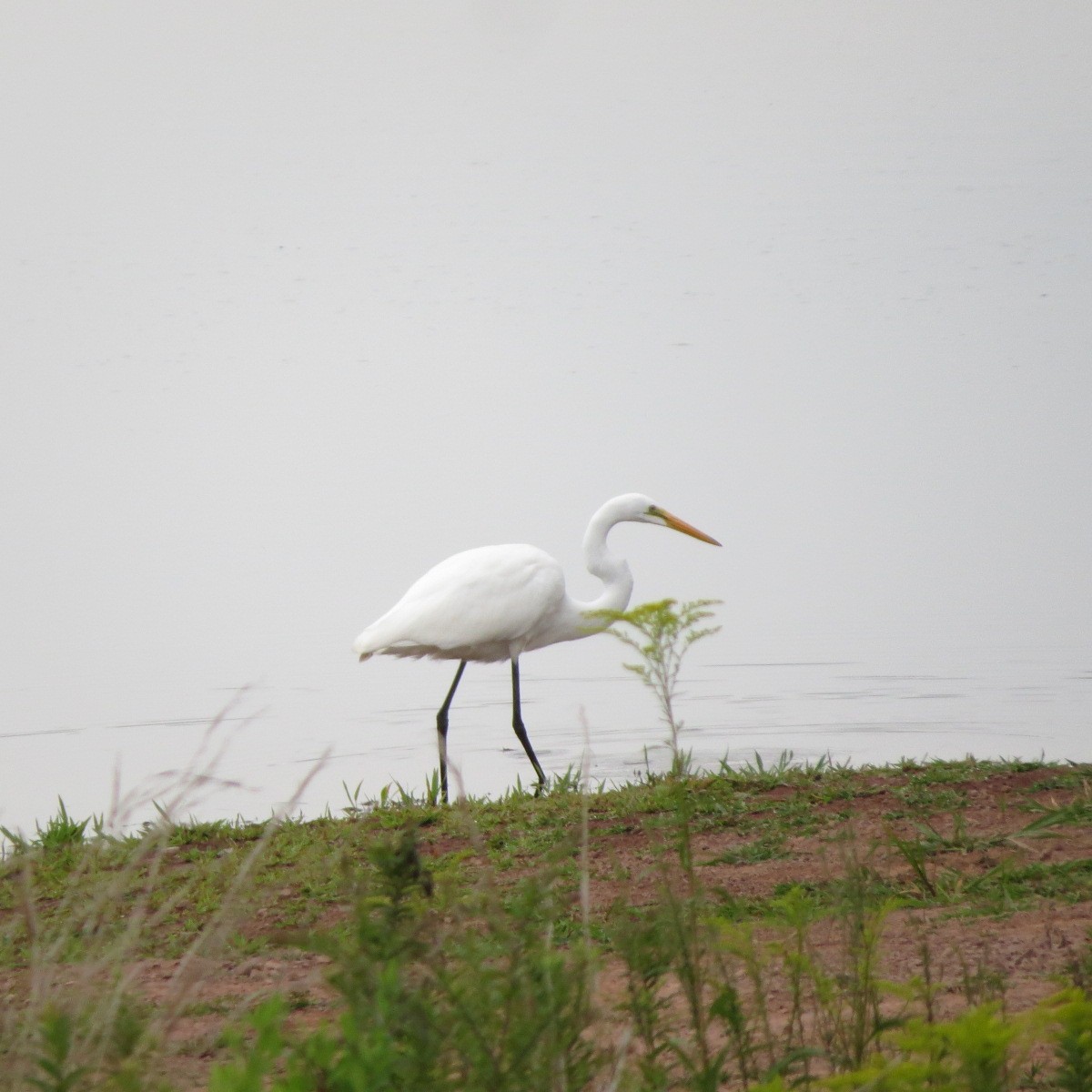 大白鷺 - ML358256621