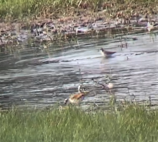 Semipalmated Sandpiper - ML358257211