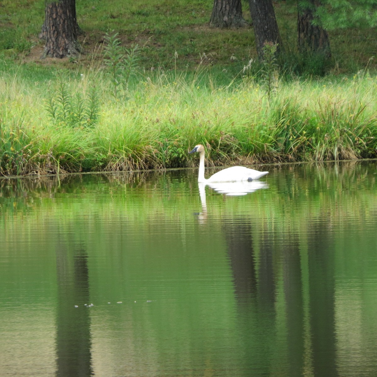 Trumpeter Swan - Deborah Grove