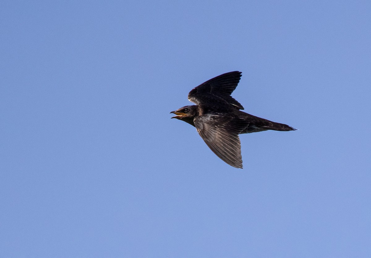 Purple Martin - Suzanne Labbé