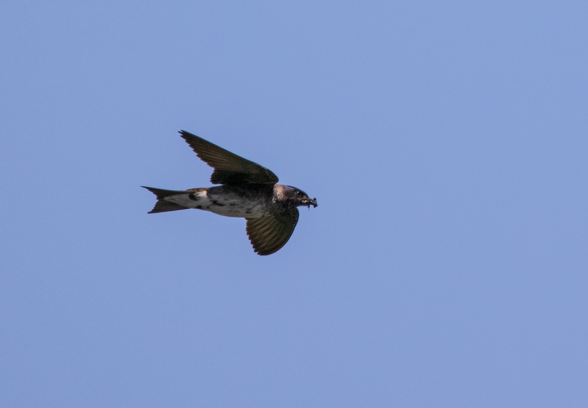 Purple Martin - Suzanne Labbé