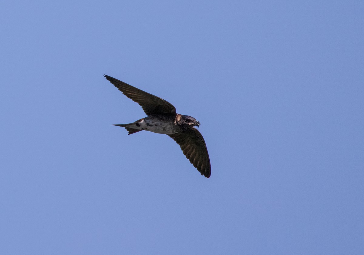 Purple Martin - ML358258621