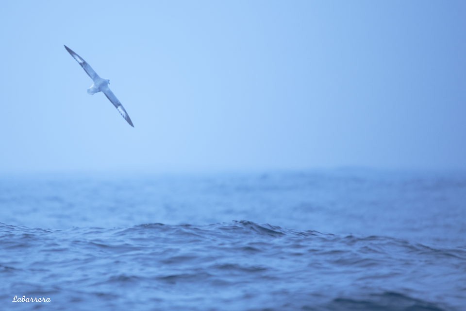 Southern Fulmar - Gonzalo Labarrera