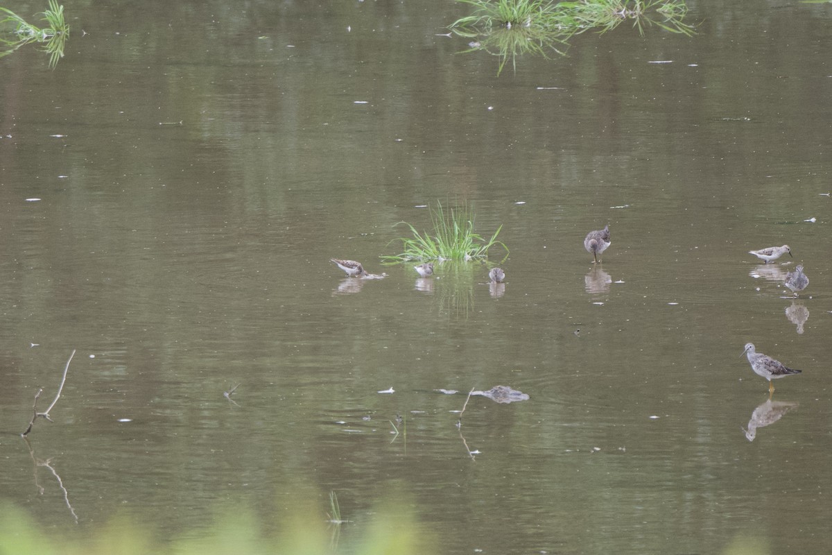 Western Sandpiper - ML358260551