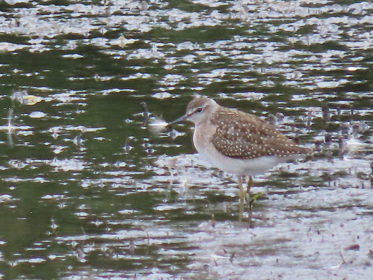 Wood Sandpiper - ML358261041