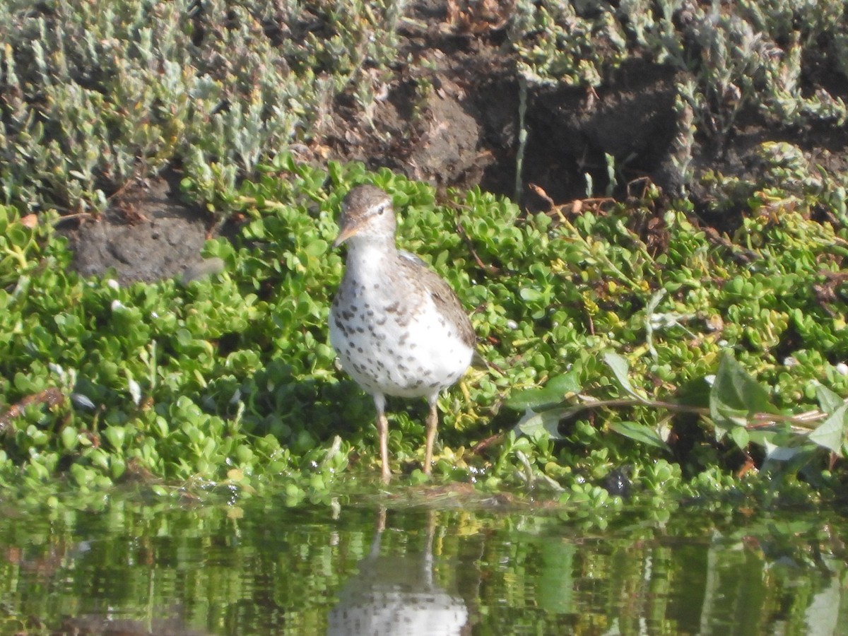 Spotted Sandpiper - Roger Schoedl