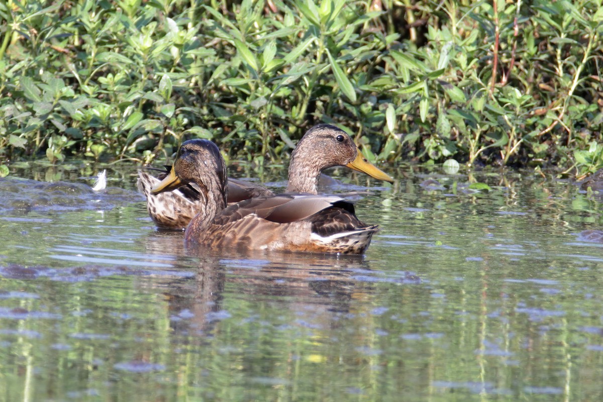 Basahatea - ML358262441