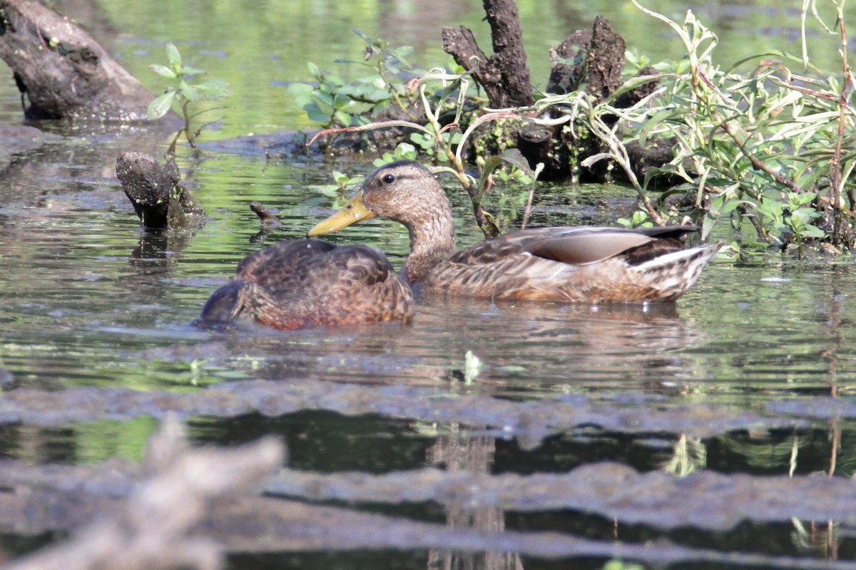 Basahatea - ML358262451