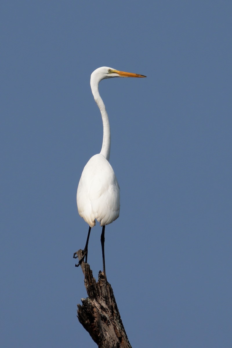 Great Egret - ML358262541