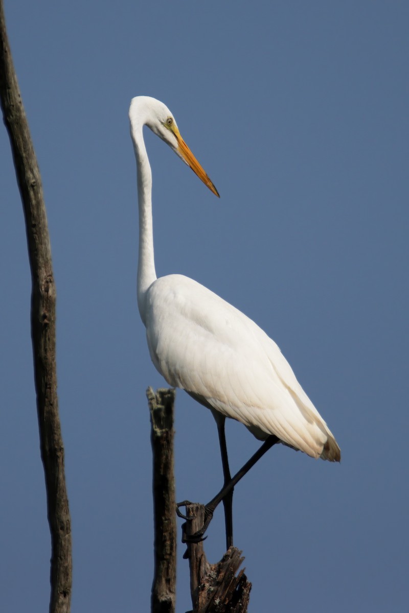 Great Egret - ML358262551