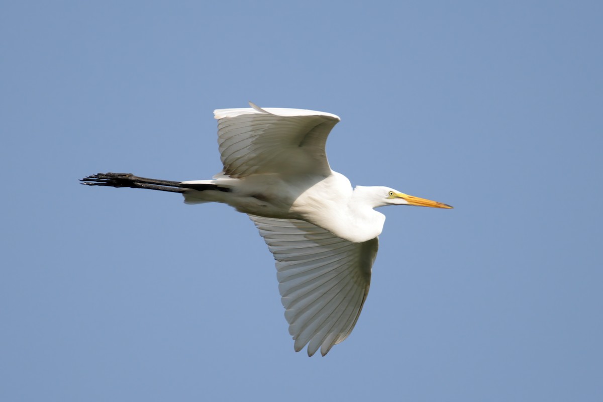 Great Egret - ML358262571