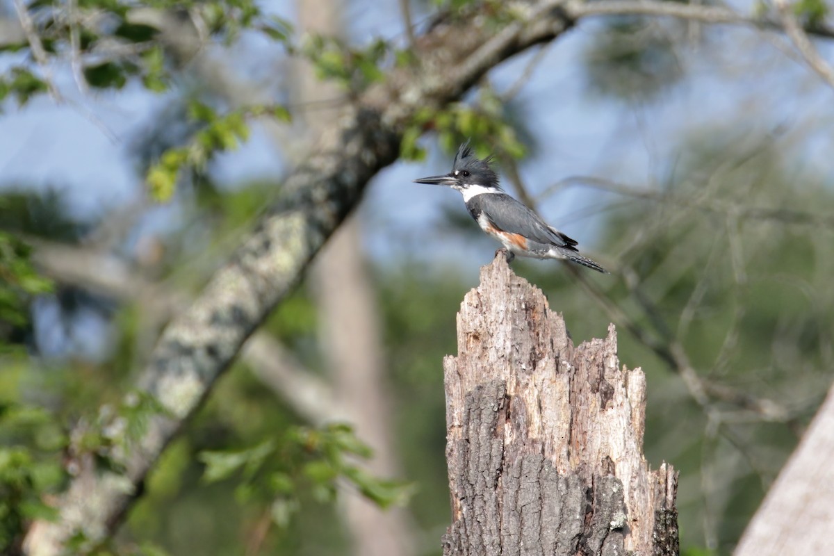 Belted Kingfisher - ML358262611