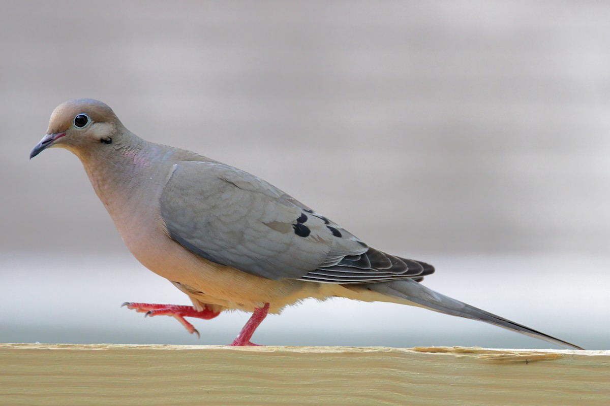 Mourning Dove - Mel Green