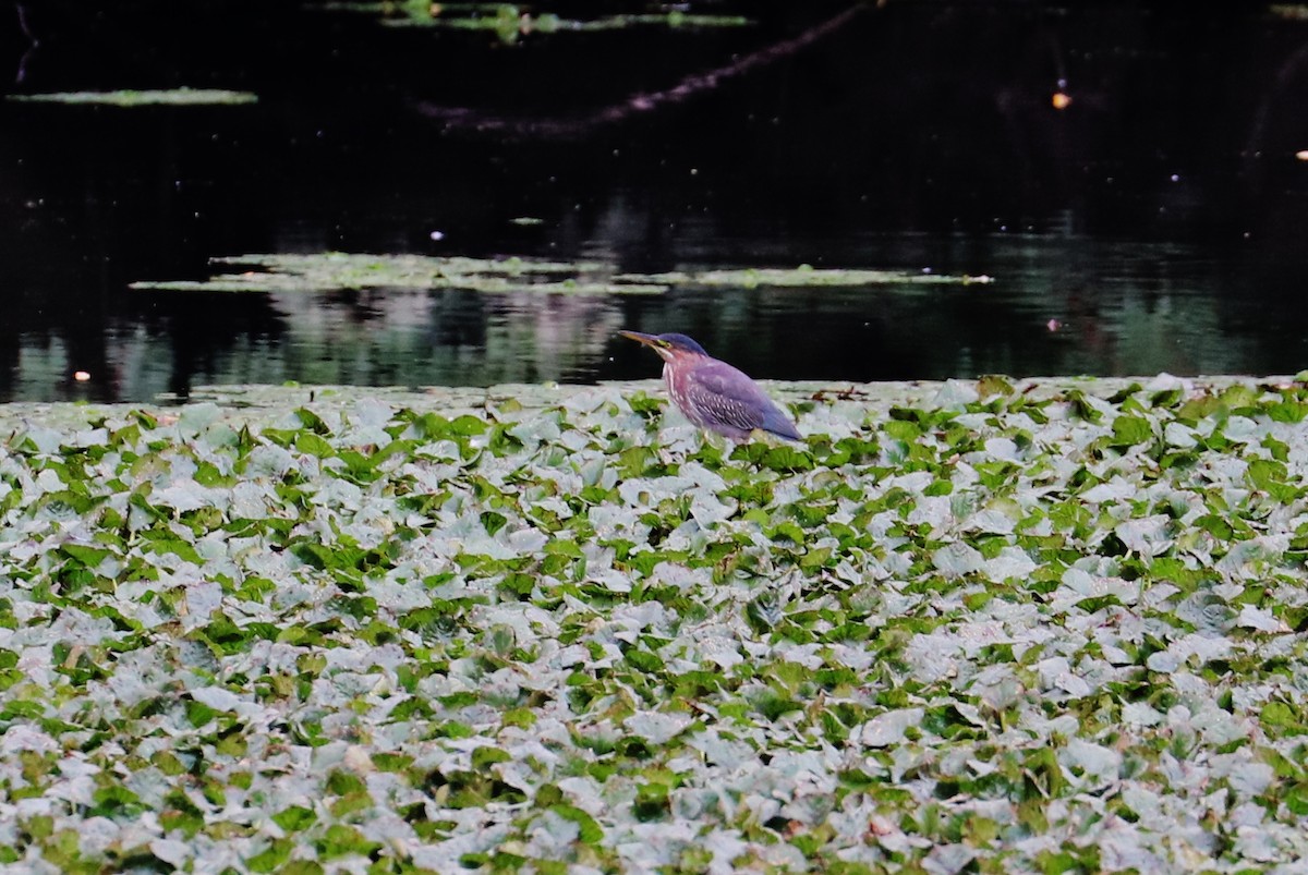 Green Heron - ML358263201