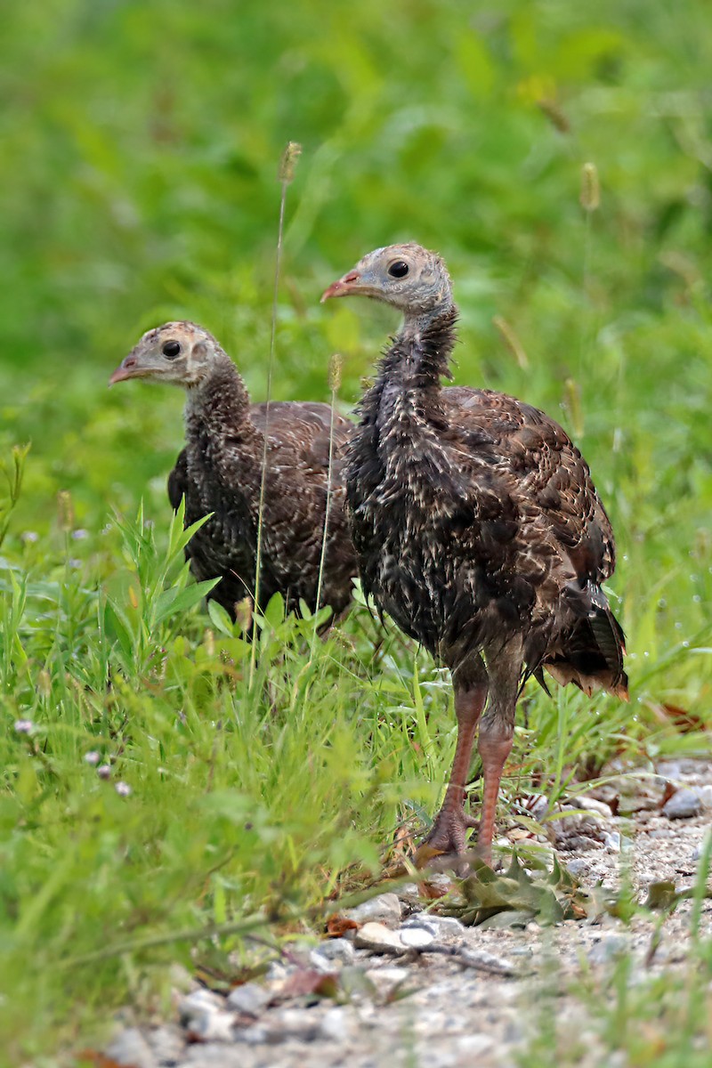Wild Turkey - ML358263701