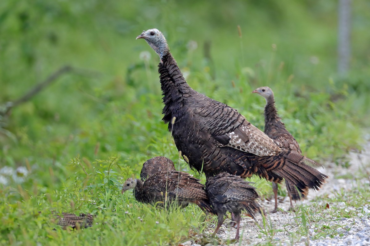Wild Turkey - ML358263761