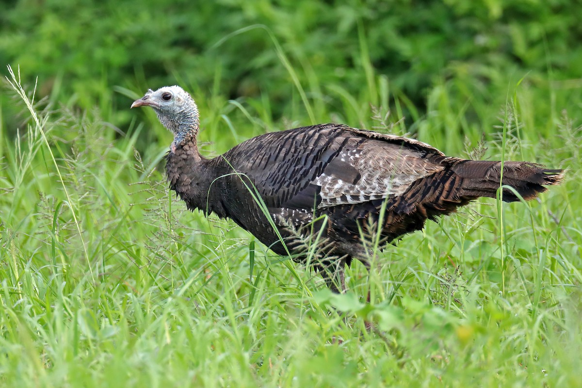 Wild Turkey - ML358263811