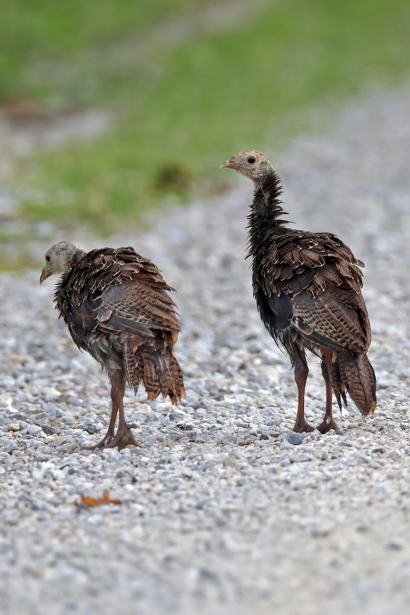 Wild Turkey - ML358263831