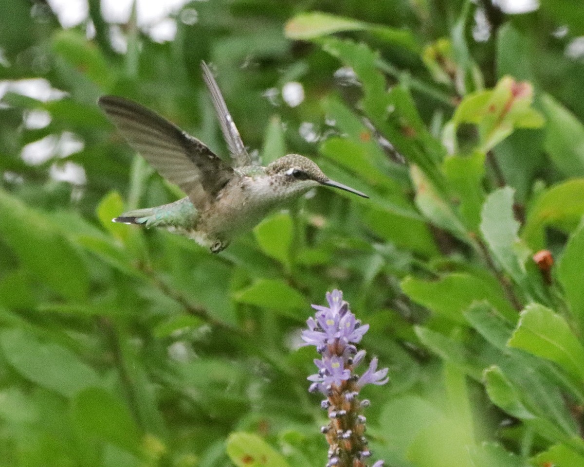 Ruby-throated Hummingbird - Julie Paquette
