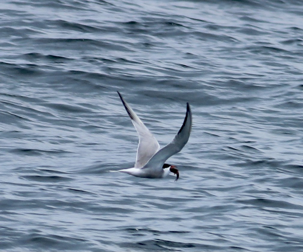 Common Tern - ML358265821