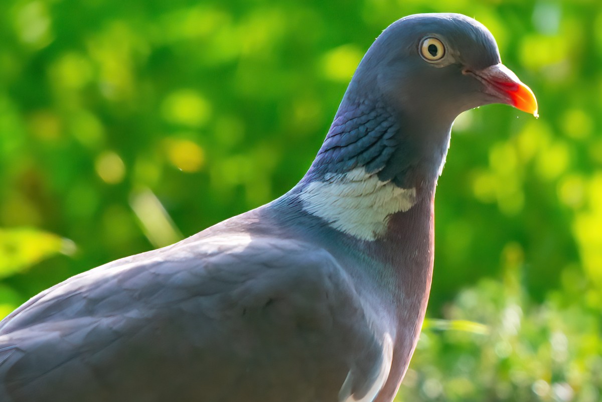 Common Wood-Pigeon - ML358266461