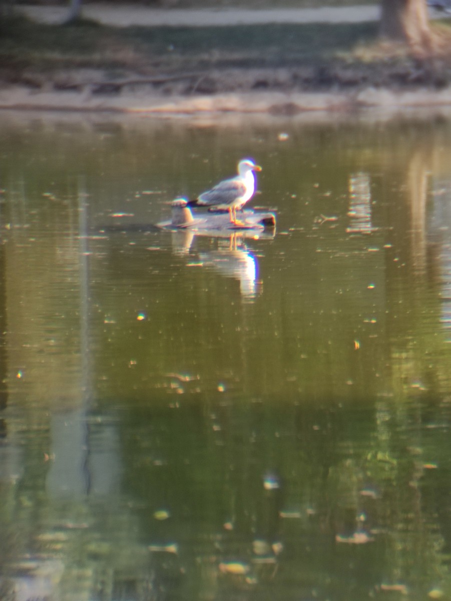 Yellow-legged Gull - ML358267761