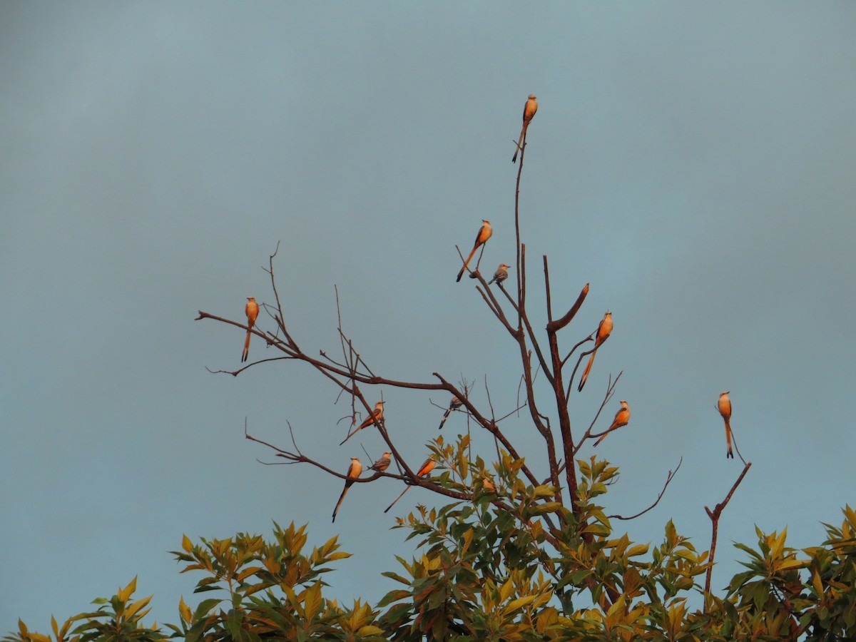 Scissor-tailed Flycatcher - Nels Nelson