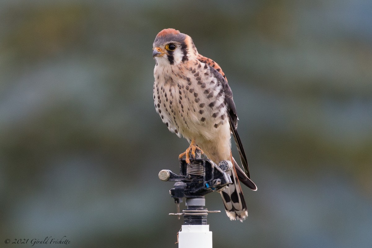 American Kestrel - ML358272631