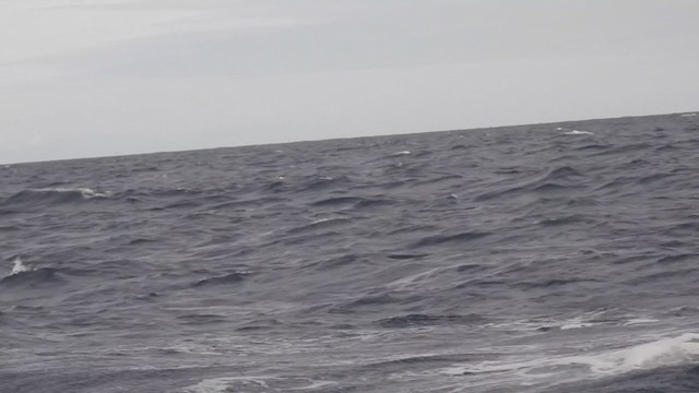 Zino's Petrel - ML358273561