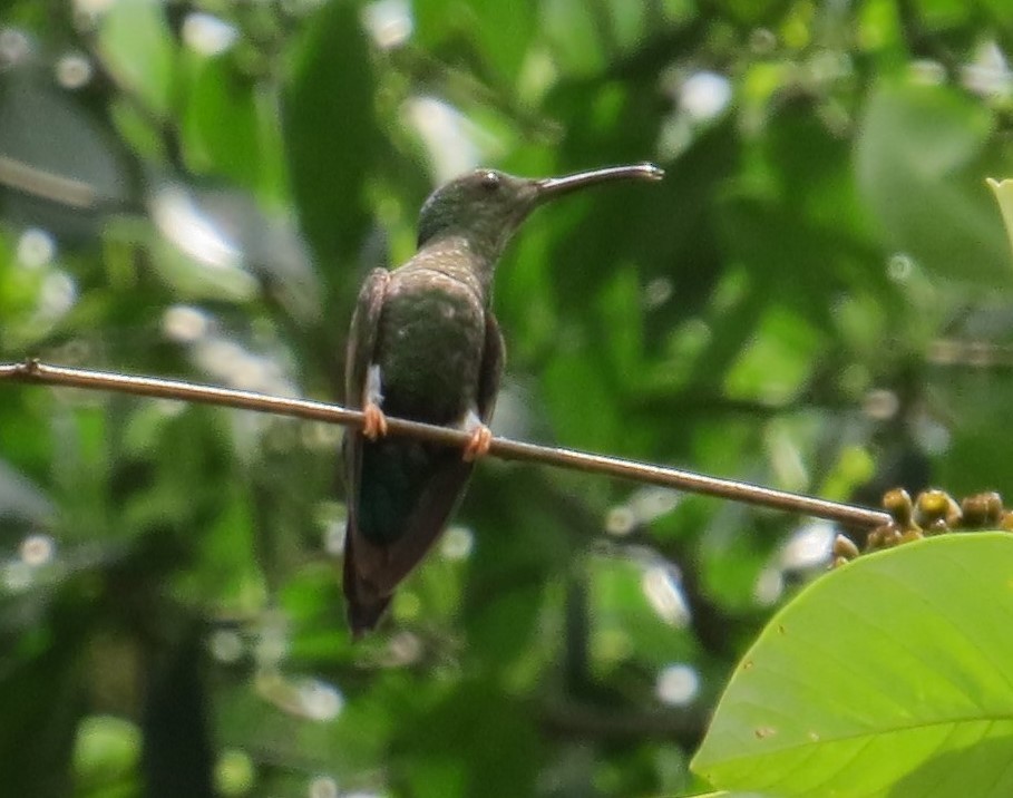 Colibrí Topacio - ML35827501