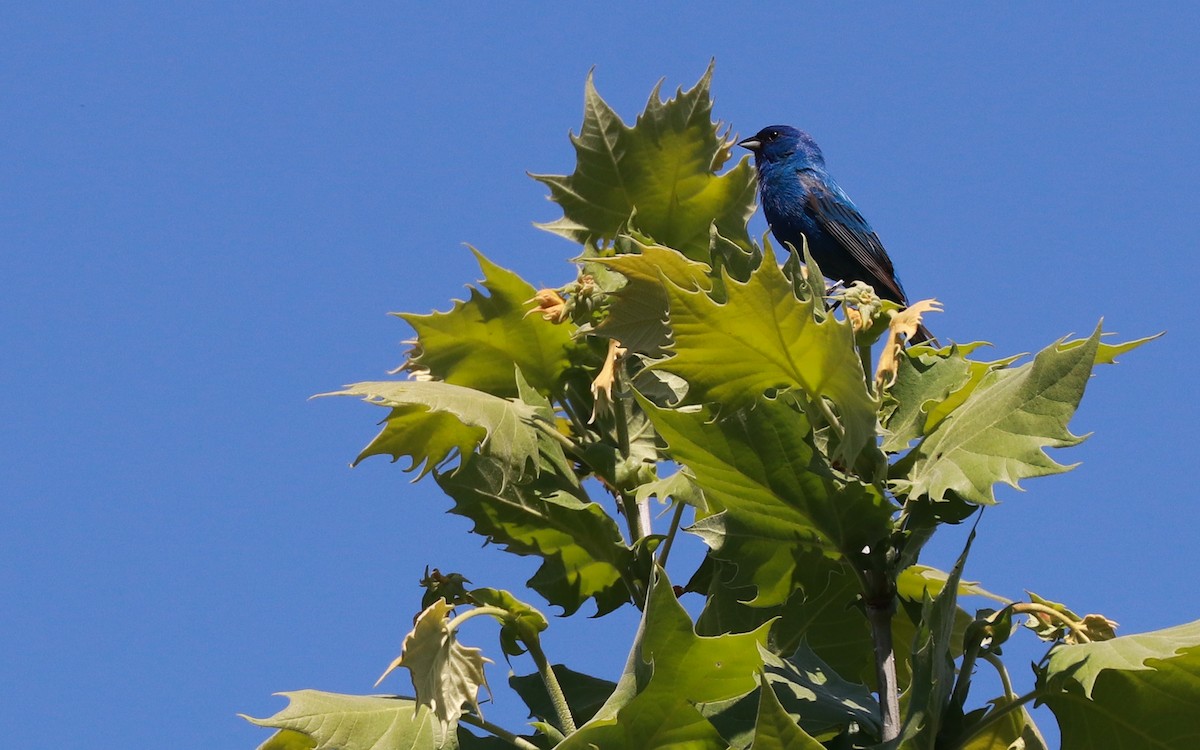 Indigo Bunting - Anonymous