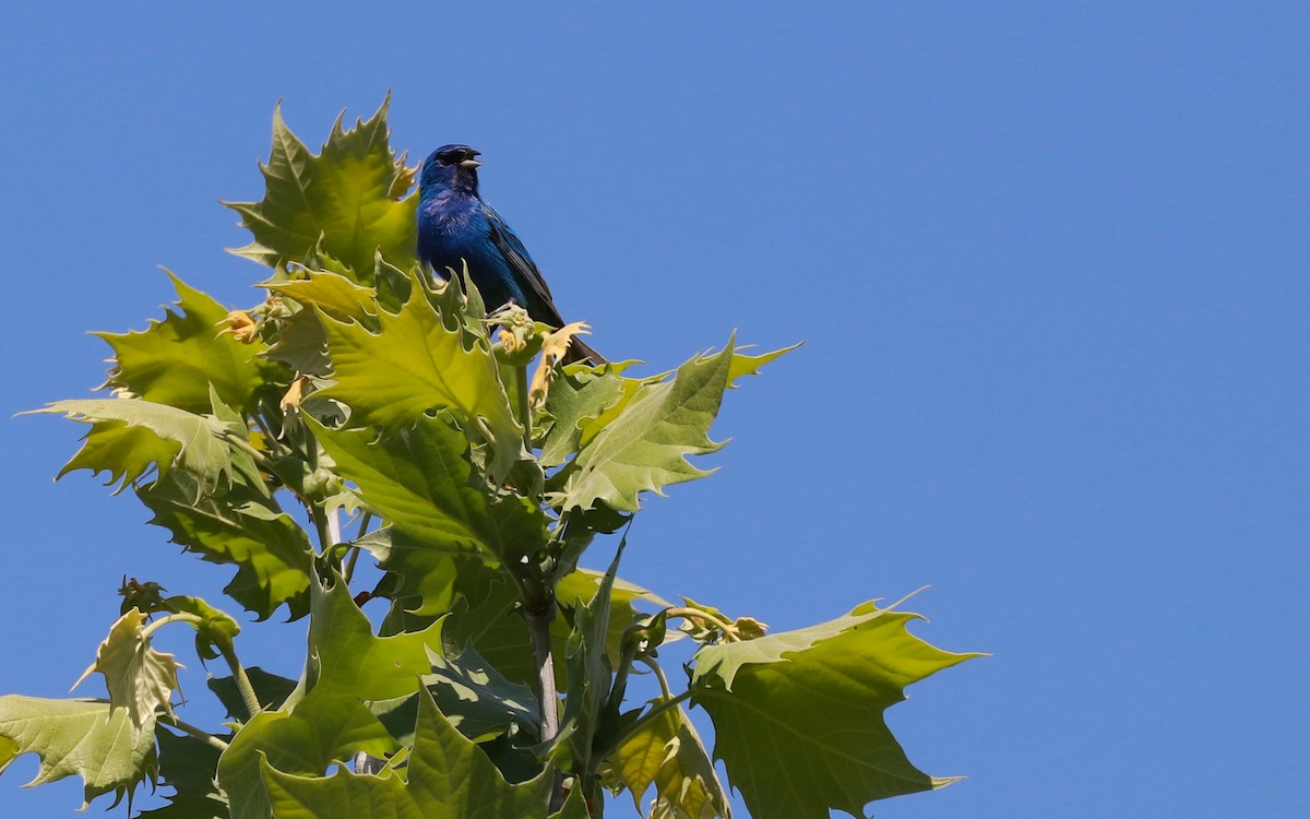 Indigo Bunting - Anonymous