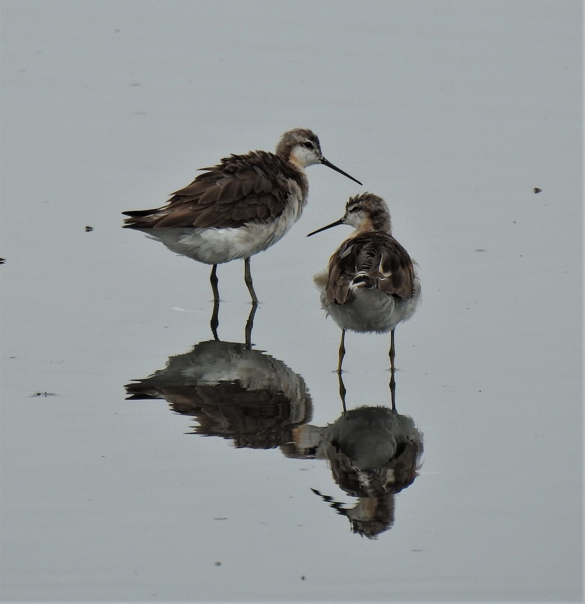 Wilson's Phalarope - ML358278081