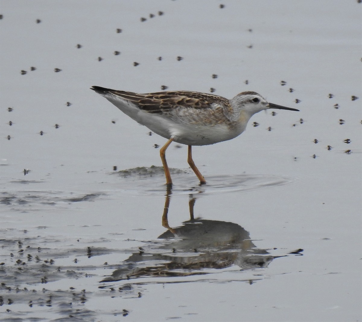 Wilson's Phalarope - ML358278121