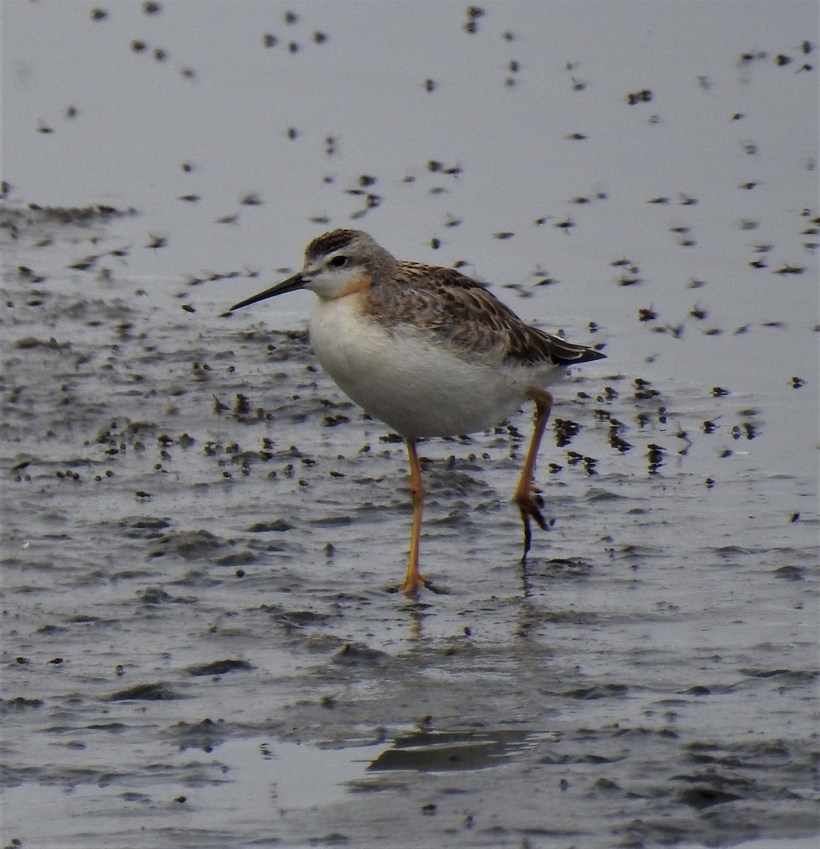 Wilson's Phalarope - ML358278131