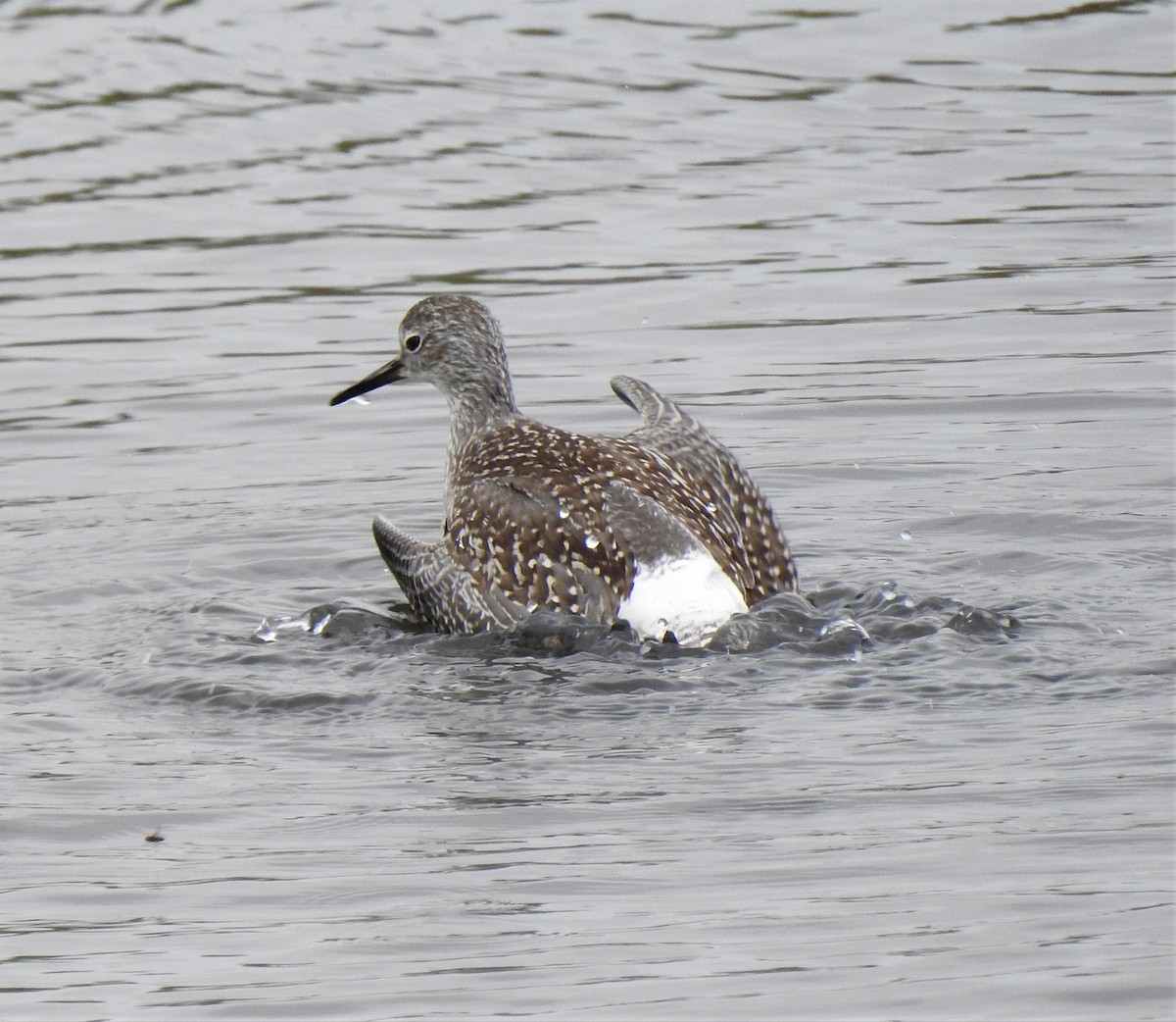 gulbeinsnipe - ML358278241