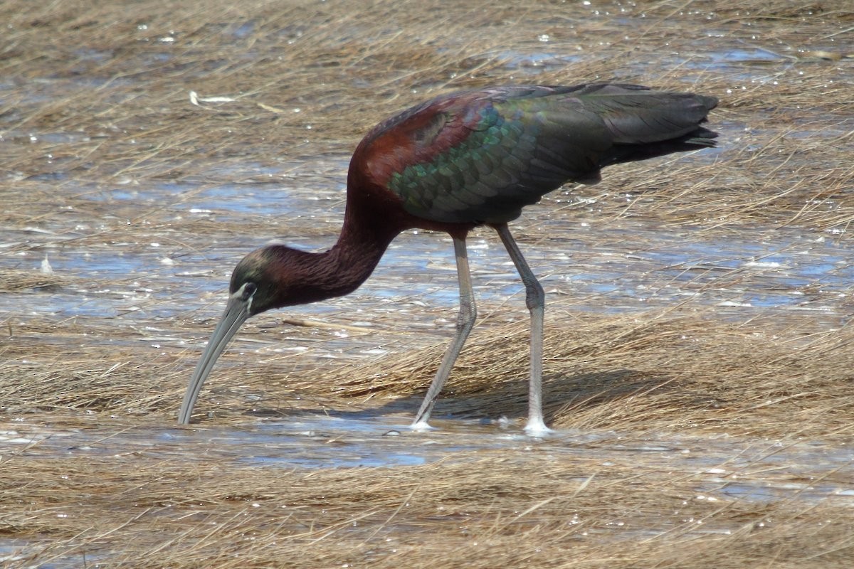 ibis hnědý - ML35827901