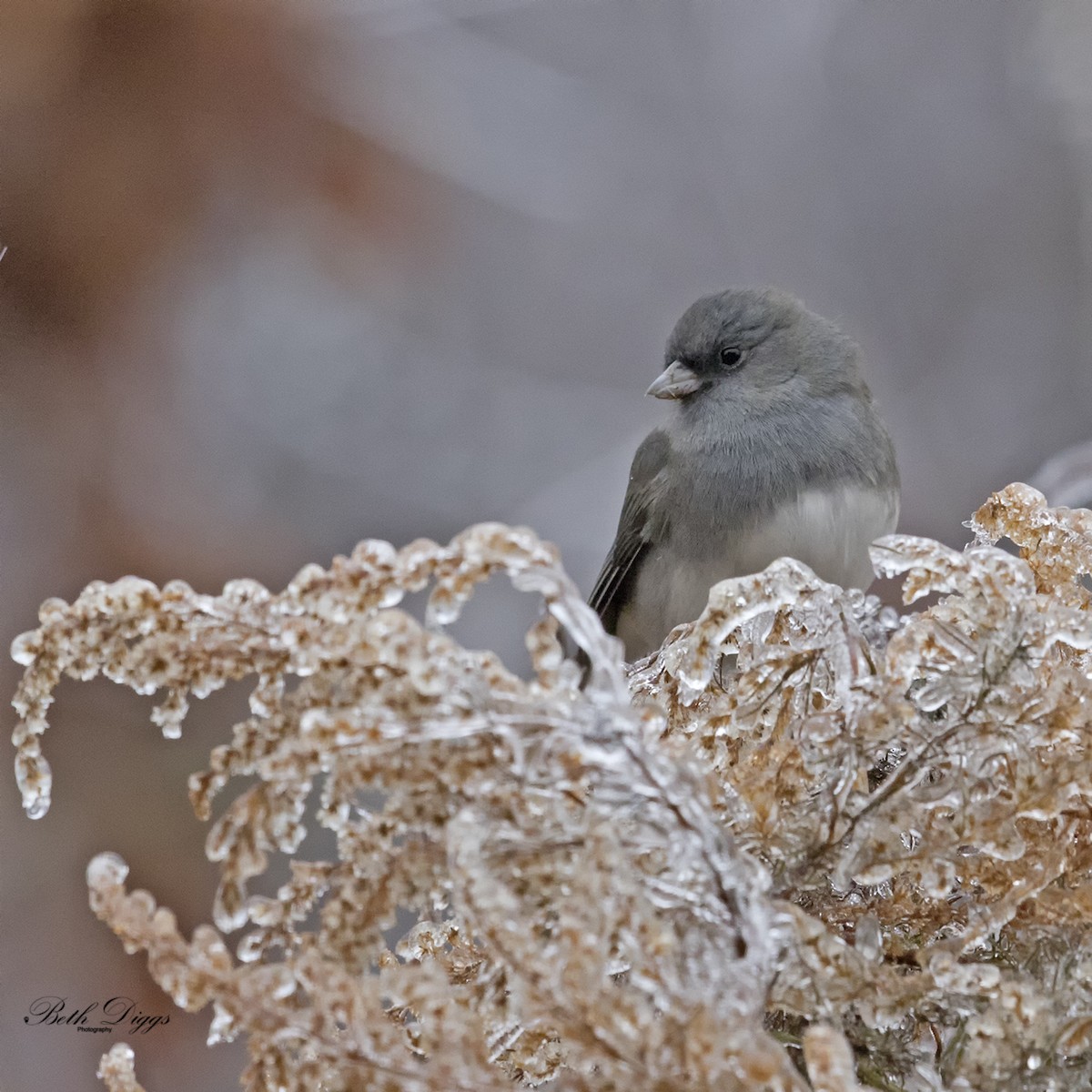 Dark-eyed Junco - ML358279181
