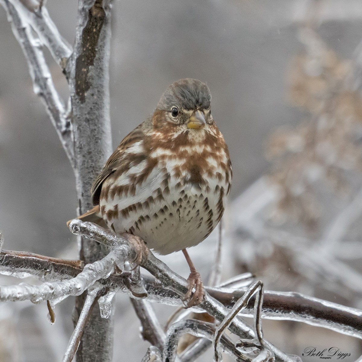Fox Sparrow - ML358281171