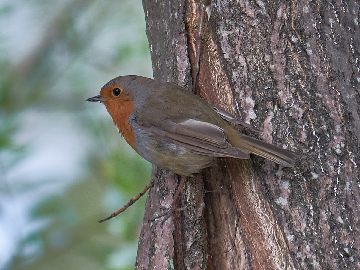 Rotkehlchen - ML358282041