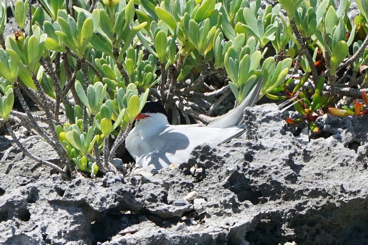 Roseate Tern - ML358282591