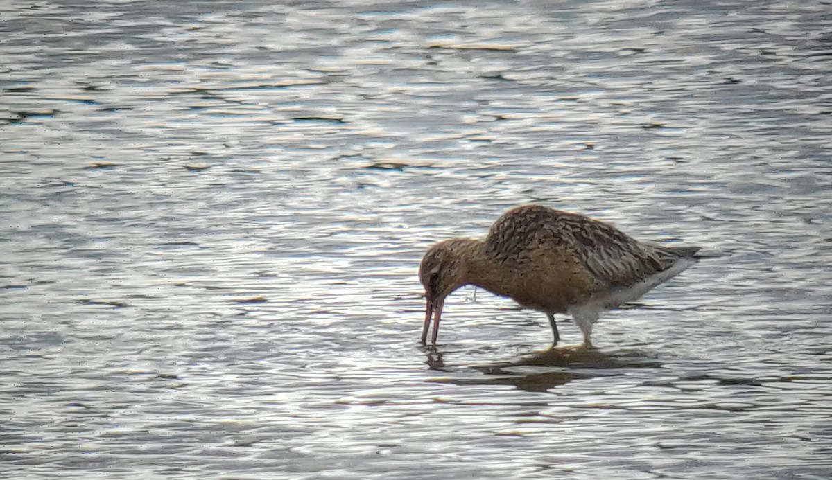 Bar-tailed Godwit - ML358282651