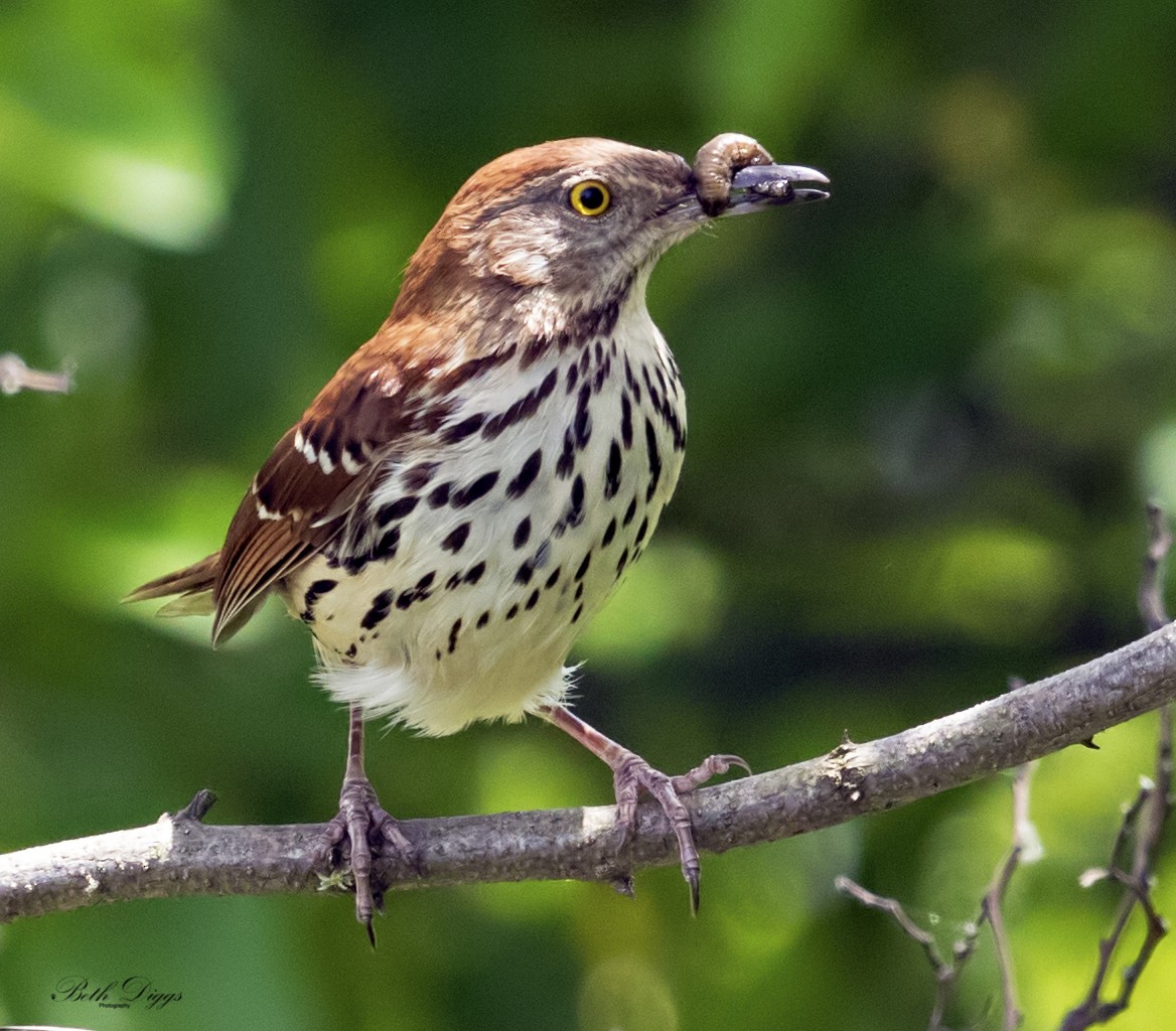 Brown Thrasher - ML358282661