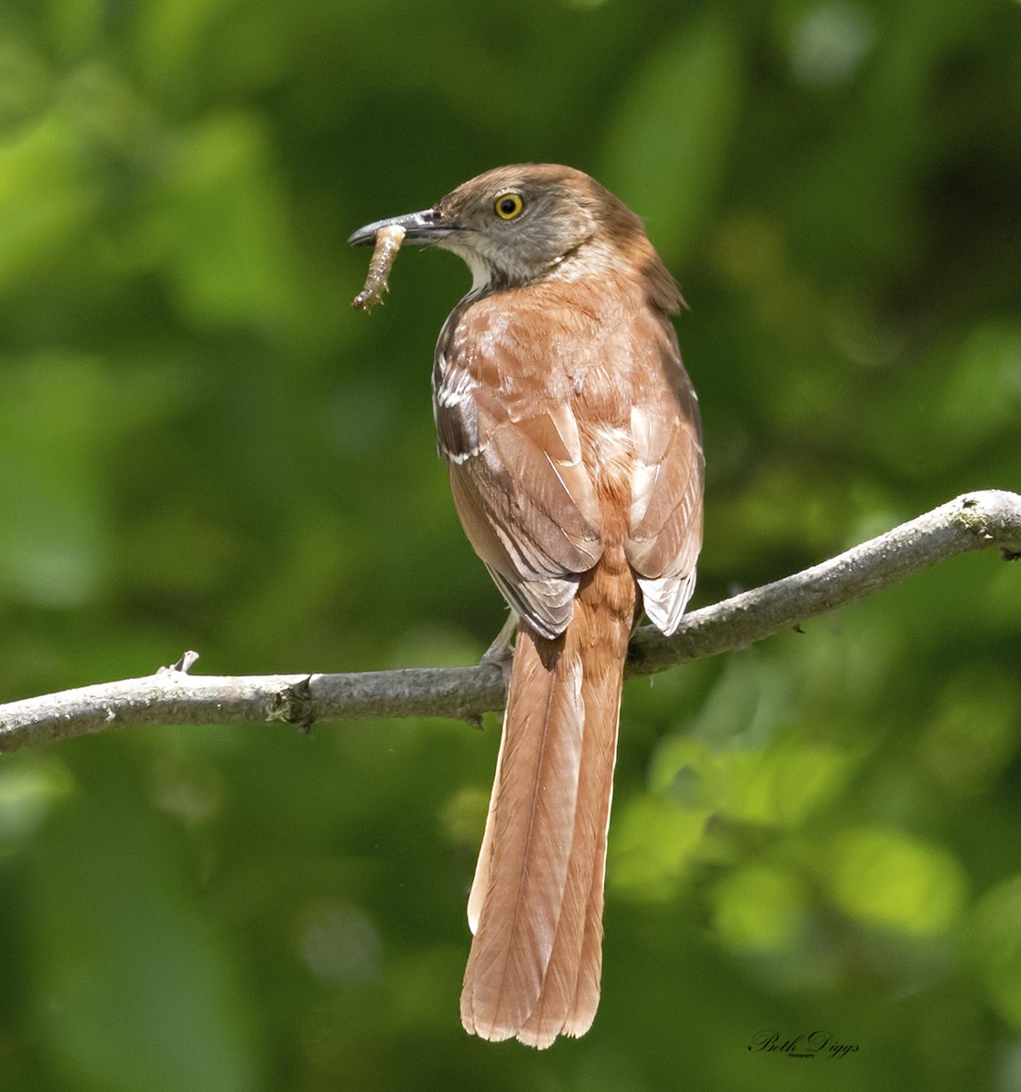 Brown Thrasher - ML358282701